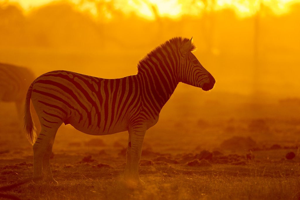 Detail of Plains Zebra, Makgadikgadi Pans National Park, Botswana by Anonymous