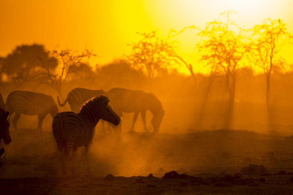 Detail of Plains Zebra, Makgadikgadi Pans National Park, Botswana by Anonymous