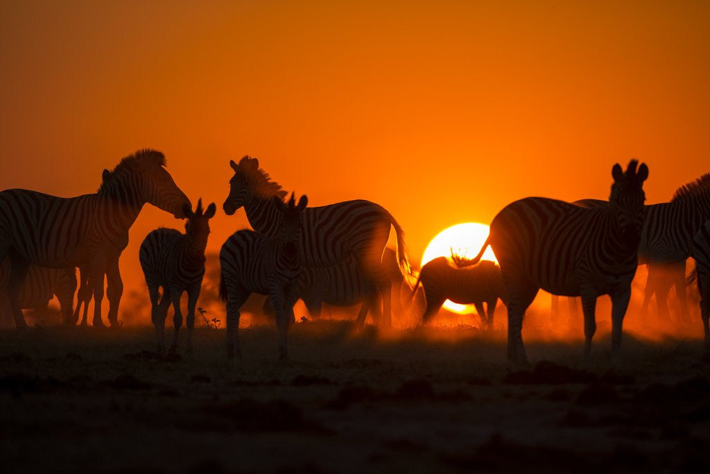 Detail of Plains Zebra, Makgadikgadi Pans National Park, Botswana by Anonymous
