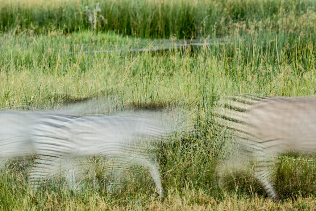 Detail of Blurred Plains Zebra, Makgadikgadi Pans National Park, Botswana by Anonymous