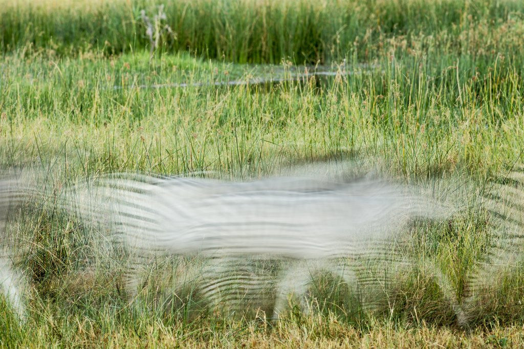 Detail of Blurred Plains Zebra, Makgadikgadi Pans National Park, Botswana by Anonymous