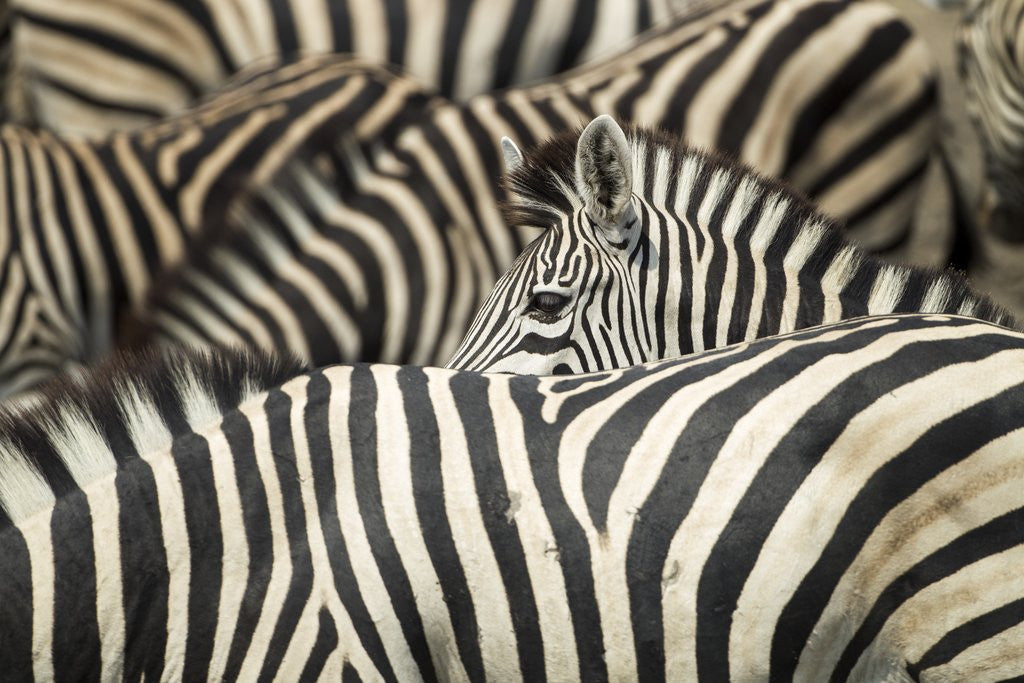 Detail of Plains Zebra, Chobe National Park, Botswana by Anonymous