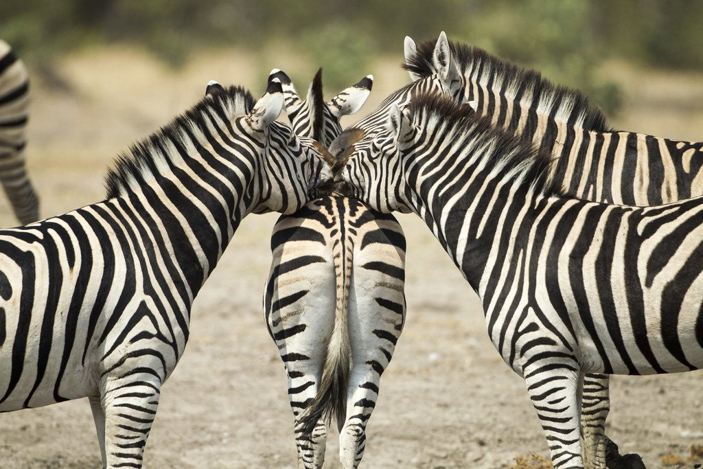 Detail of Plains Zebra, Chobe National Park, Botswana by Anonymous