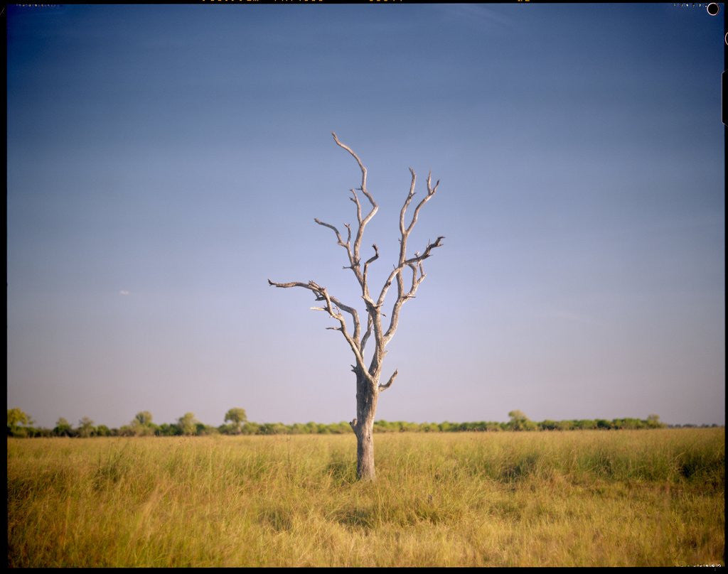 Detail of Sun-bleached Tree in Savuti Marsh, Botswana by Anonymous