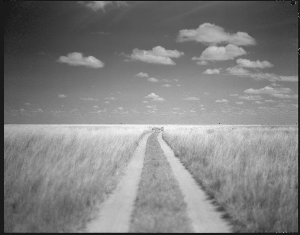 Detail of Makgadikgadi Pans National Park, Botswana by Anonymous