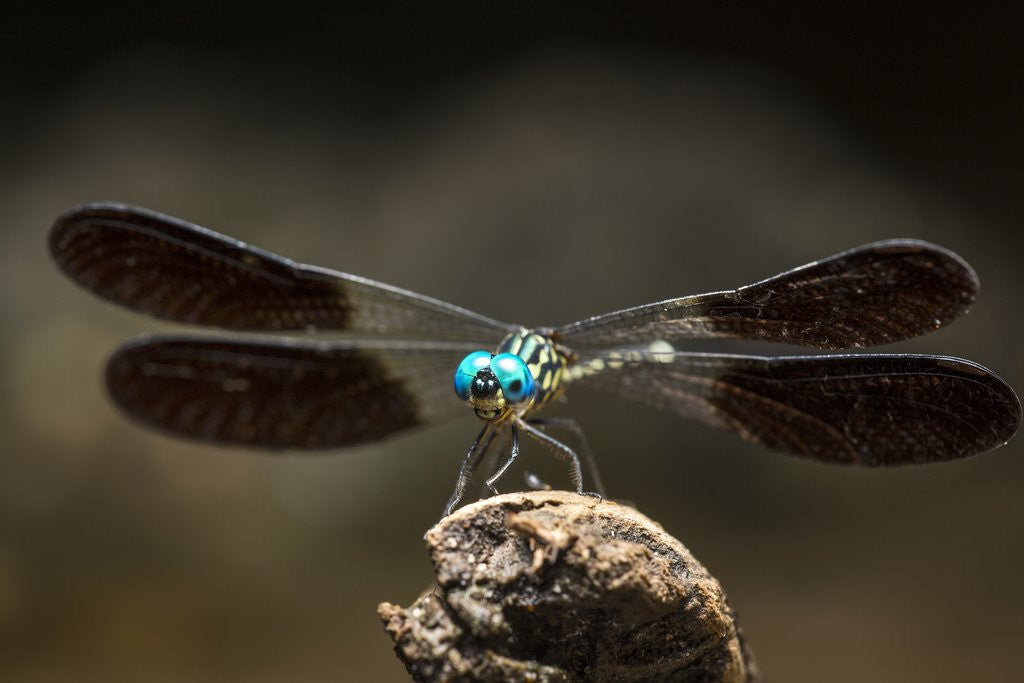 Detail of Dragonfly, Isalo National Park, Madagascar by Anonymous