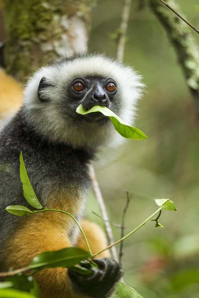 Detail of Diademed Sifaka, Andasibe-Mantadia National Park, Madagascar by Anonymous