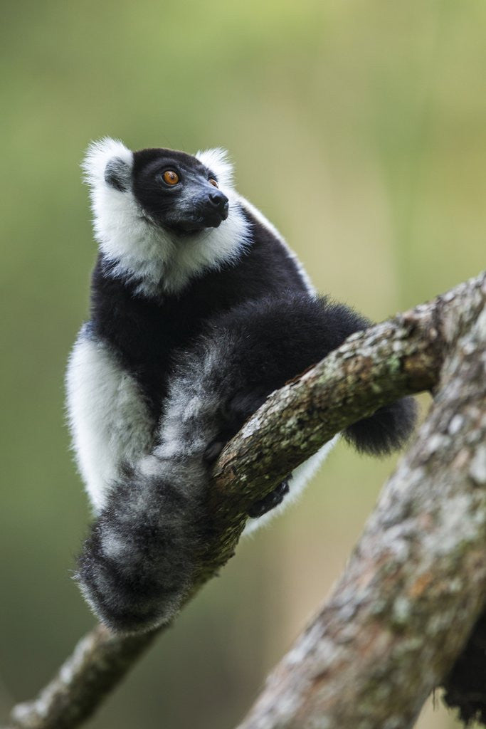 Detail of Black and White Ruffed Lemur, Madagascar by Anonymous