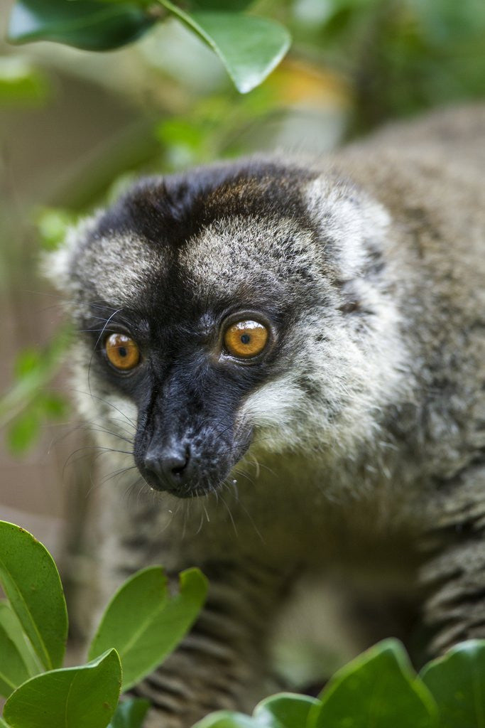 Detail of Common Brown Lemur, Madagascar by Anonymous