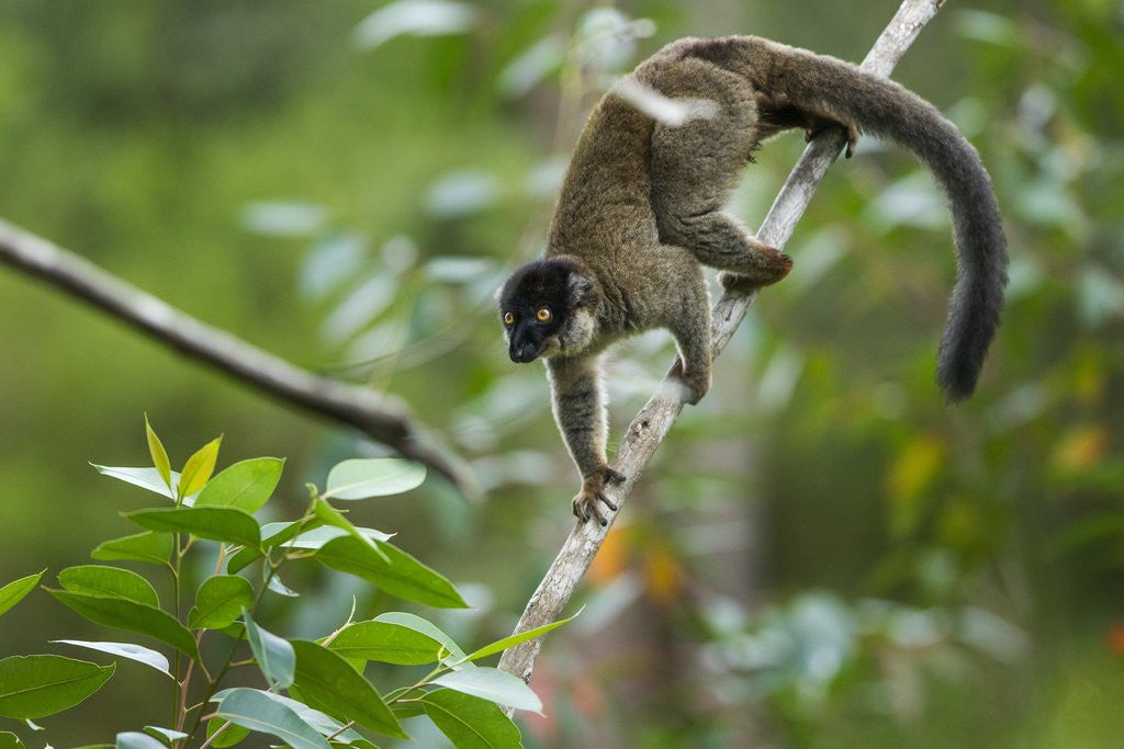 Detail of Common Brown Lemur, Madagascar by Corbis