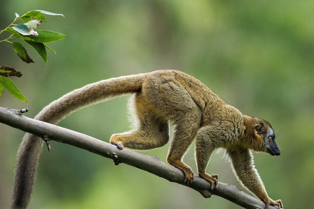 Detail of Common Brown Lemur, Madagascar by Anonymous