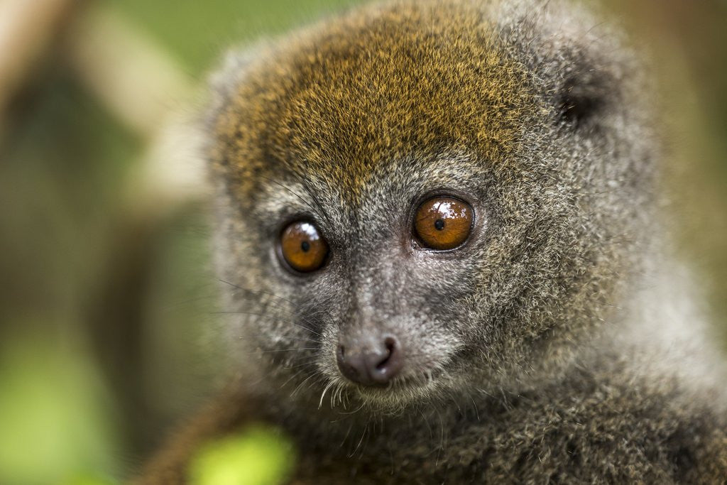 Detail of Eastern Gray Bamboo Lemur, Madagascar by Anonymous