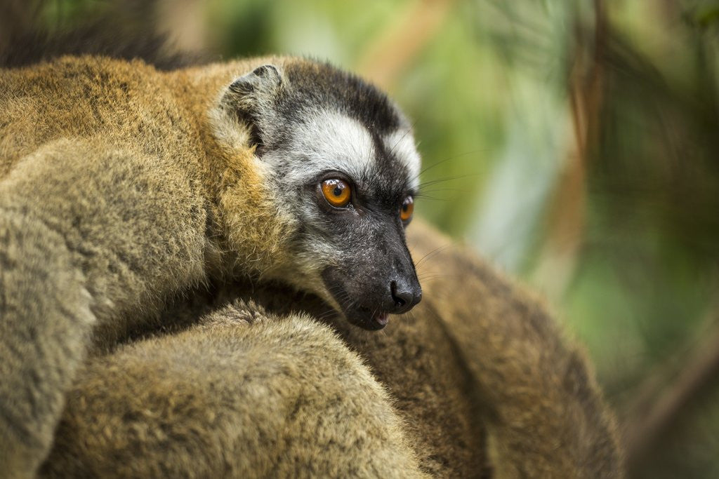 Detail of Common Brown Lemur, Madagascar by Anonymous