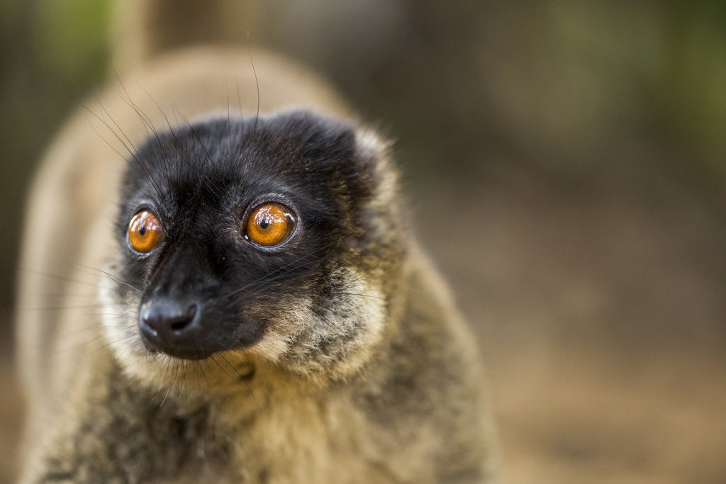 Detail of Common Brown Lemur, Madagascar by Corbis