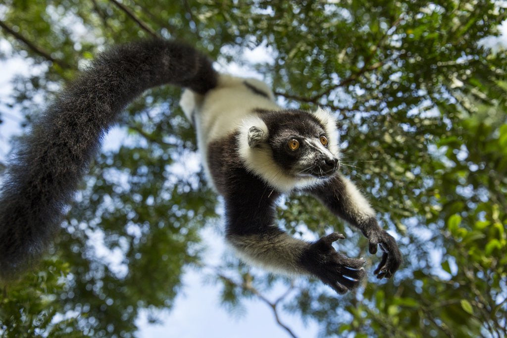Detail of Black and White Ruffed Lemur, Madagascar by Anonymous