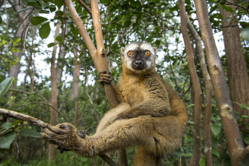 Detail of Common Brown Lemur, Madagascar by Anonymous