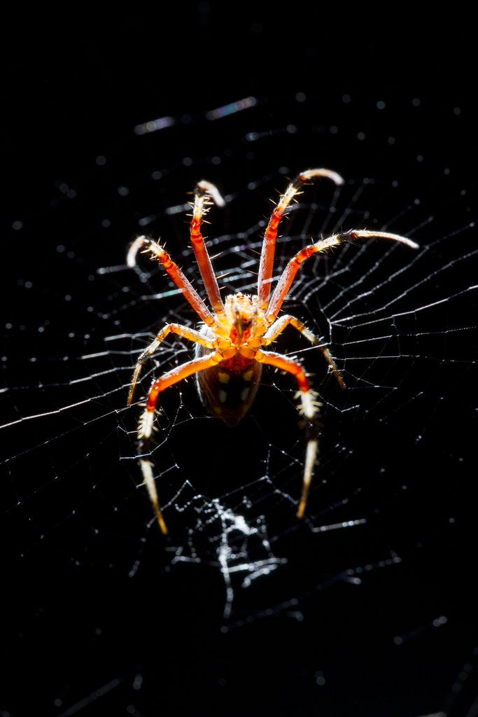 Detail of Spider, Kirindy Forest Reserve, Madagascar by Anonymous
