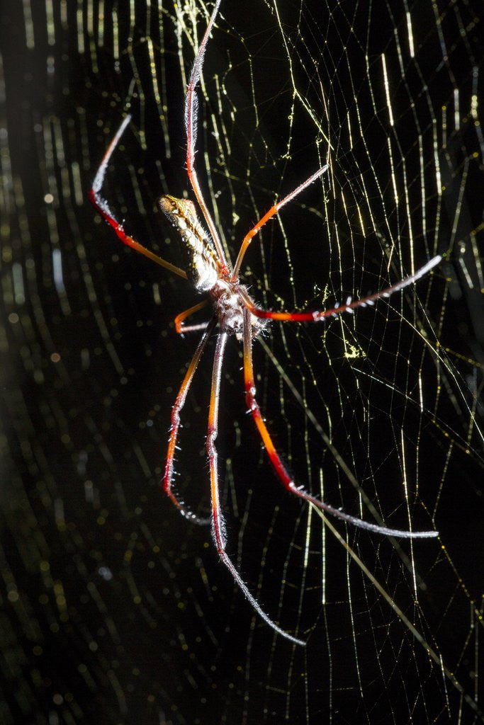 Detail of Spider, Kirindy Forest Reserve, Madagascar by Anonymous