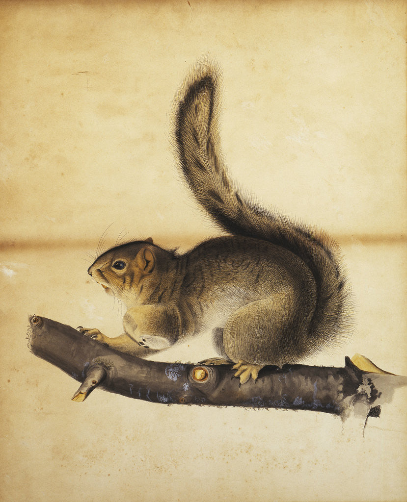 Detail of Eastern Grey Squirrel in Full Winter Coat by John James Audubon