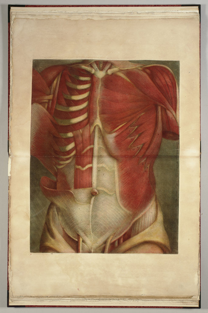 Detail of A Dissected Torso by Anonymous