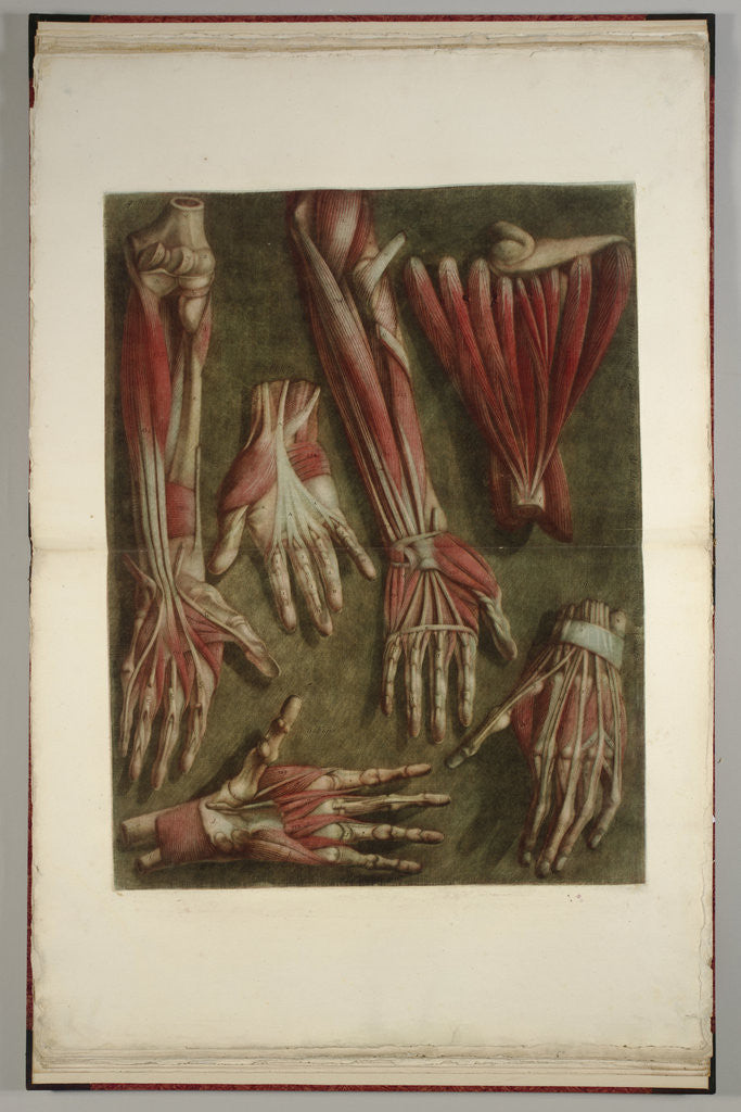 Detail of A Group of Dissected Hands by Anonymous