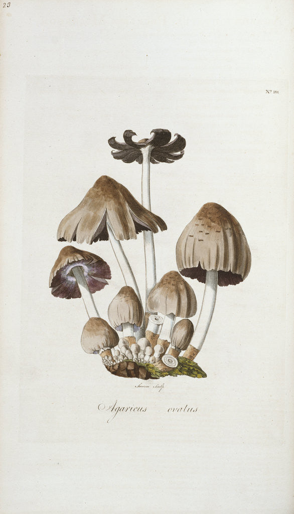 Detail of Shaggy Inkcap (Agaricus Ovatus) by Anonymous