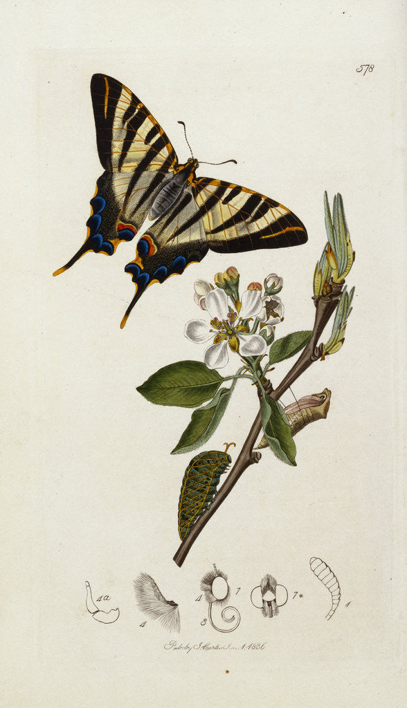 Detail of A Scarce Swallow-Tail Butterfly (Iphiclides podalirius) on Pear Blossom (Pyrus communis) by Anonymous