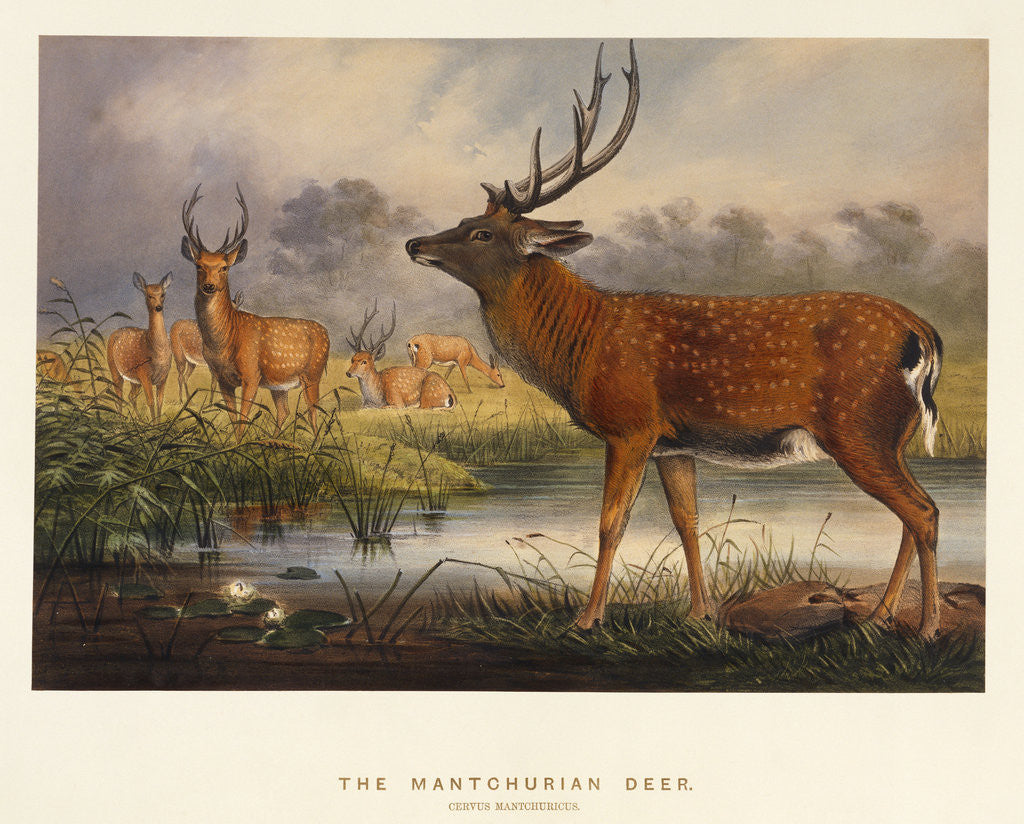 Detail of The Mantchurian Deer (Cervus Mantchurias) by Anonymous
