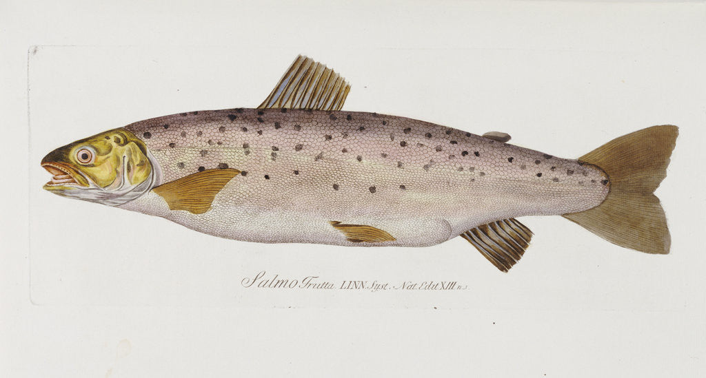 Detail of Brown Trout (Salmo trutta) by Baron Carl Von Meidinger