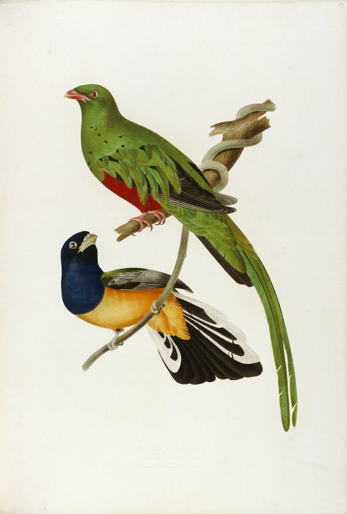 Detail of Pavonine Quetzal (Trogon pavonius) and Surucua Trogon (Trogon aurantius) by Anonymous