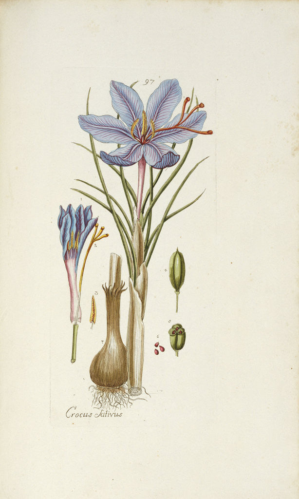 Detail of Crocus Sativus by Anonymous