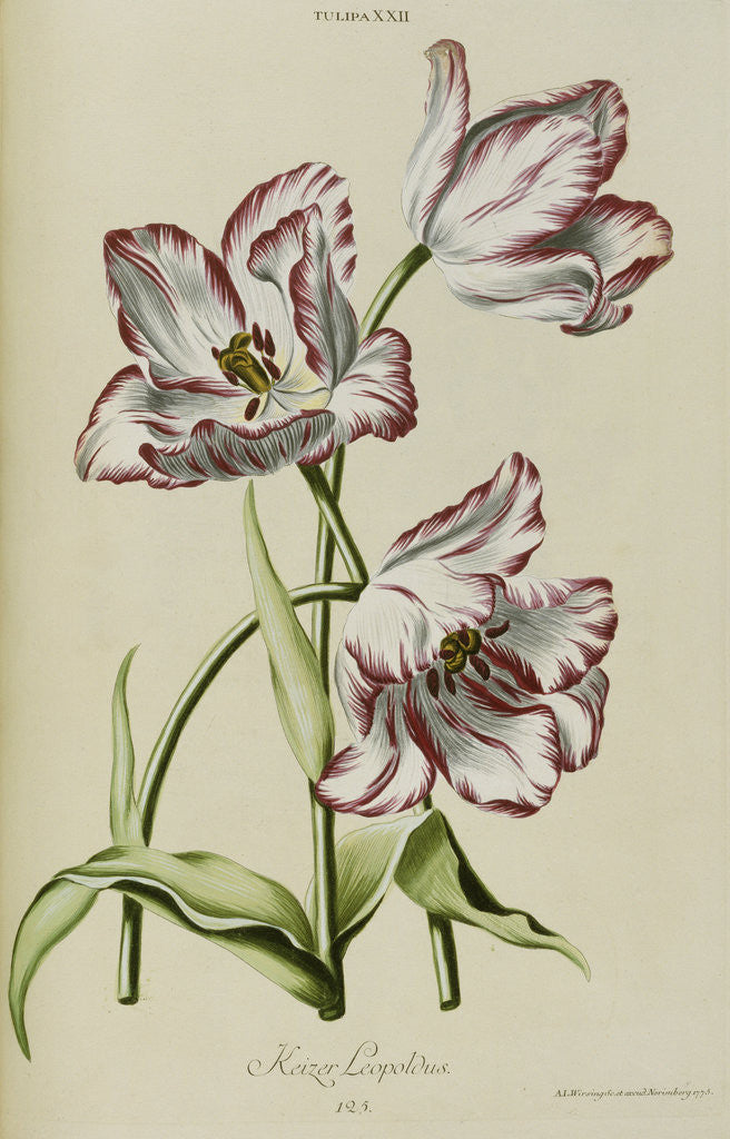 Detail of Keizer Leopoldus by Anonymous