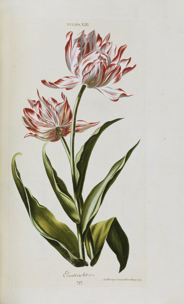 Detail of Eintracht by Anonymous