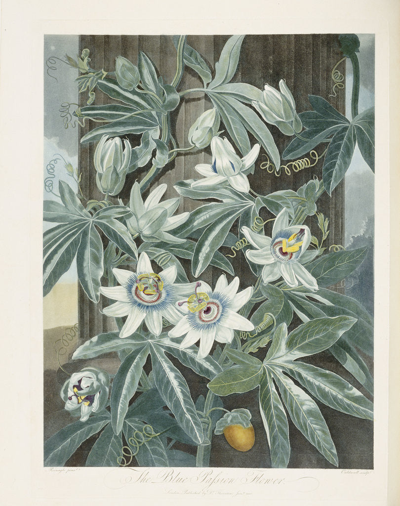 Detail of The Blue Passion Flower by Corbis