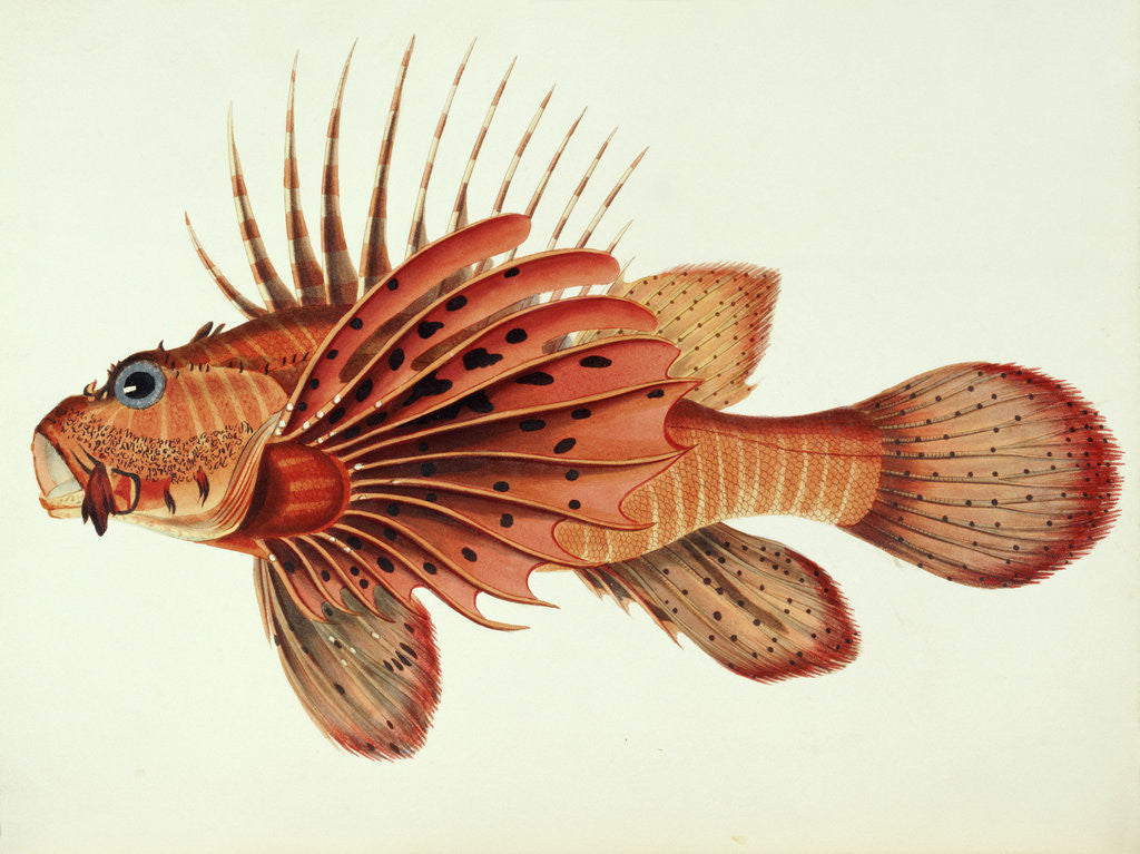 Detail of Ratoo Gini Maha by John Whitchurch Bennett