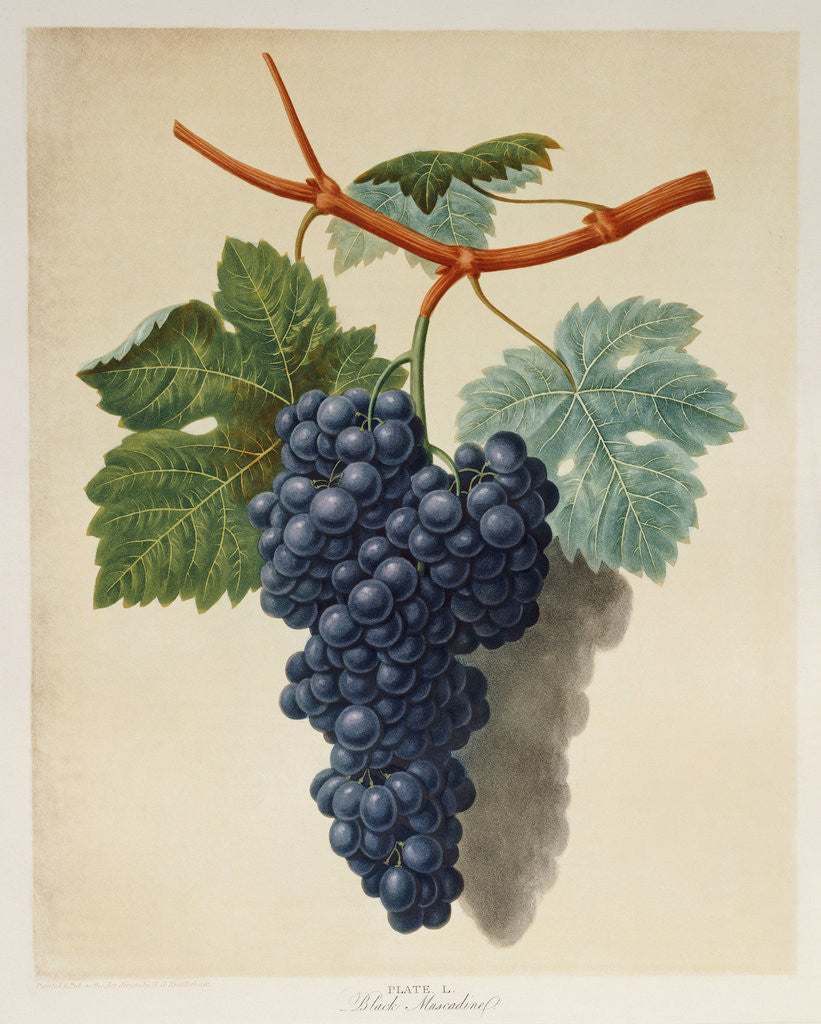 Detail of Black Muscadine Grapes by Corbis
