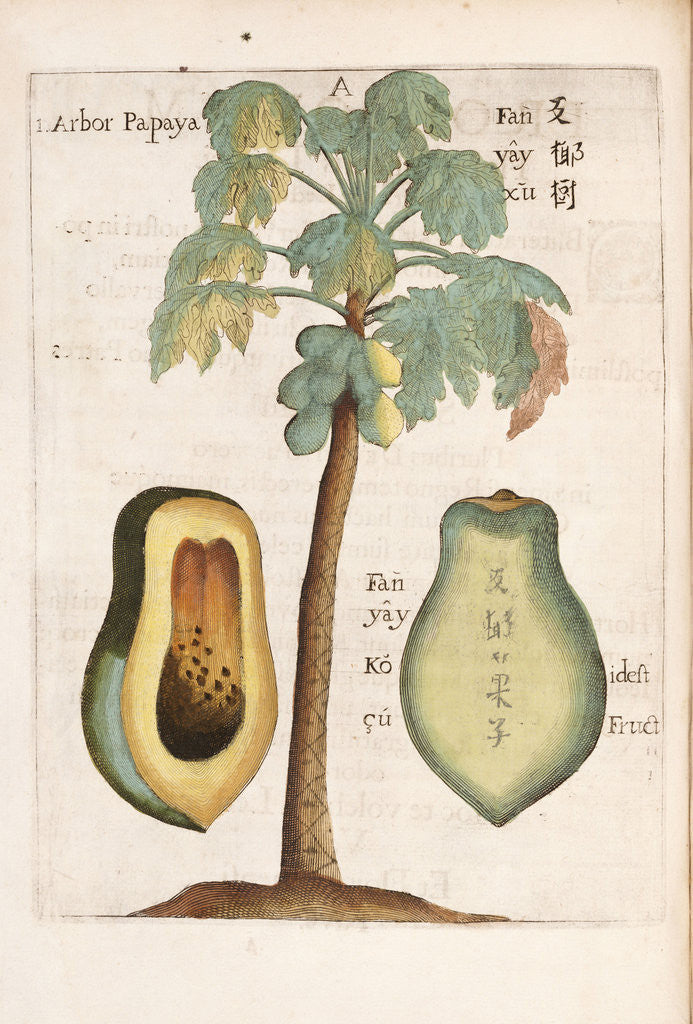 Detail of Arbor Papaya by Anonymous