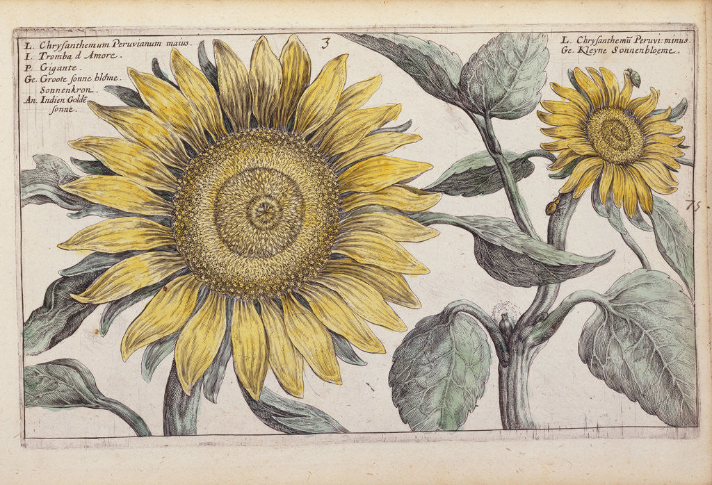 Detail of Giant Sunflower (Peruvian Chrysanthemum) by Anonymous