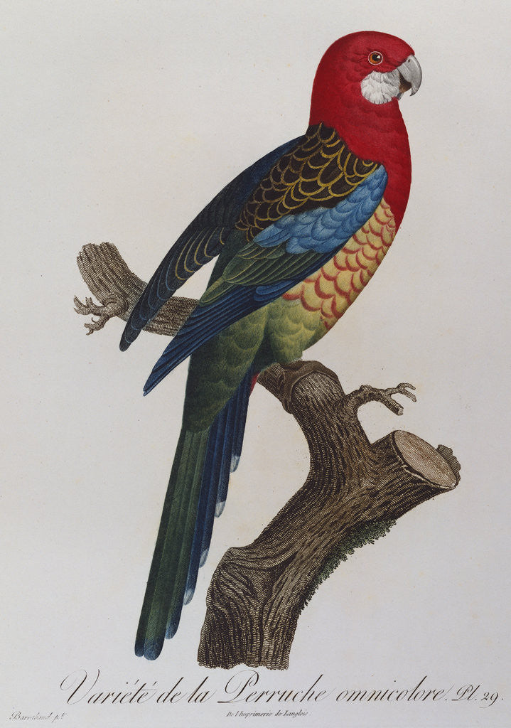 Detail of Eastern Rosella (Platycercus Eximius) by Anonymous