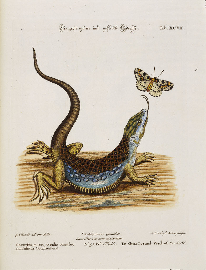 Detail of Lizard Chasing a Butterfly by Anonymous