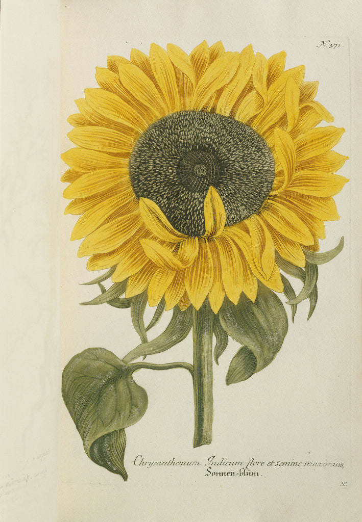 Detail of Chrysanthemum: Indicum flore et Semine maximum by Corbis