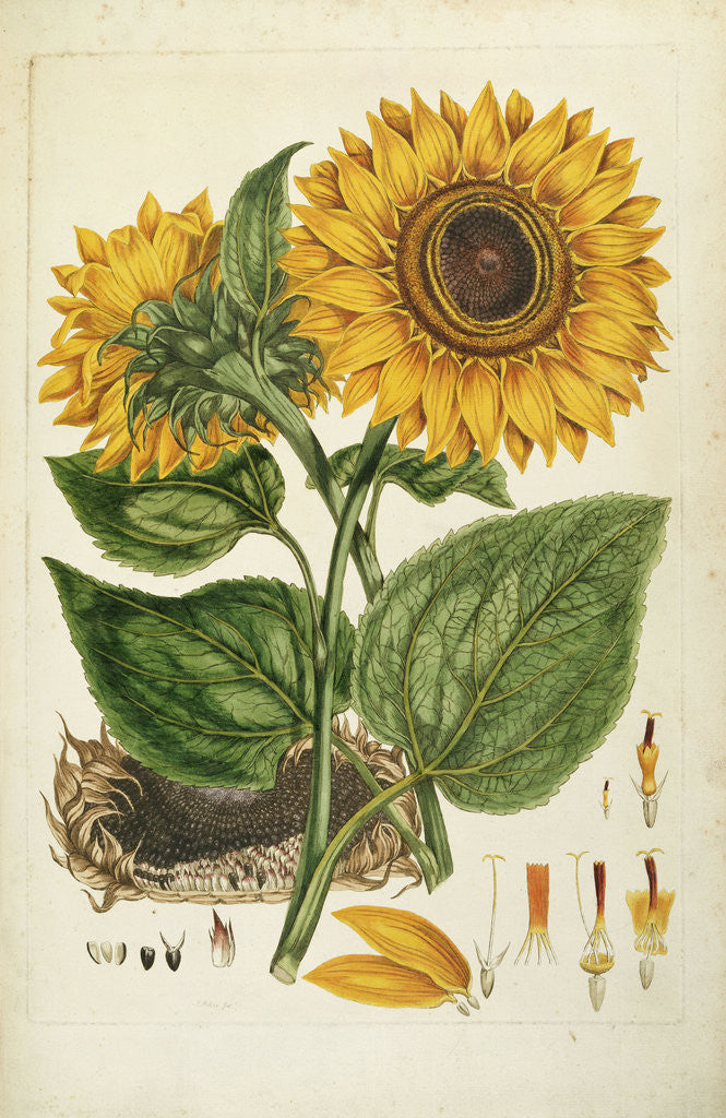 Detail of A Sunflower by Anonymous