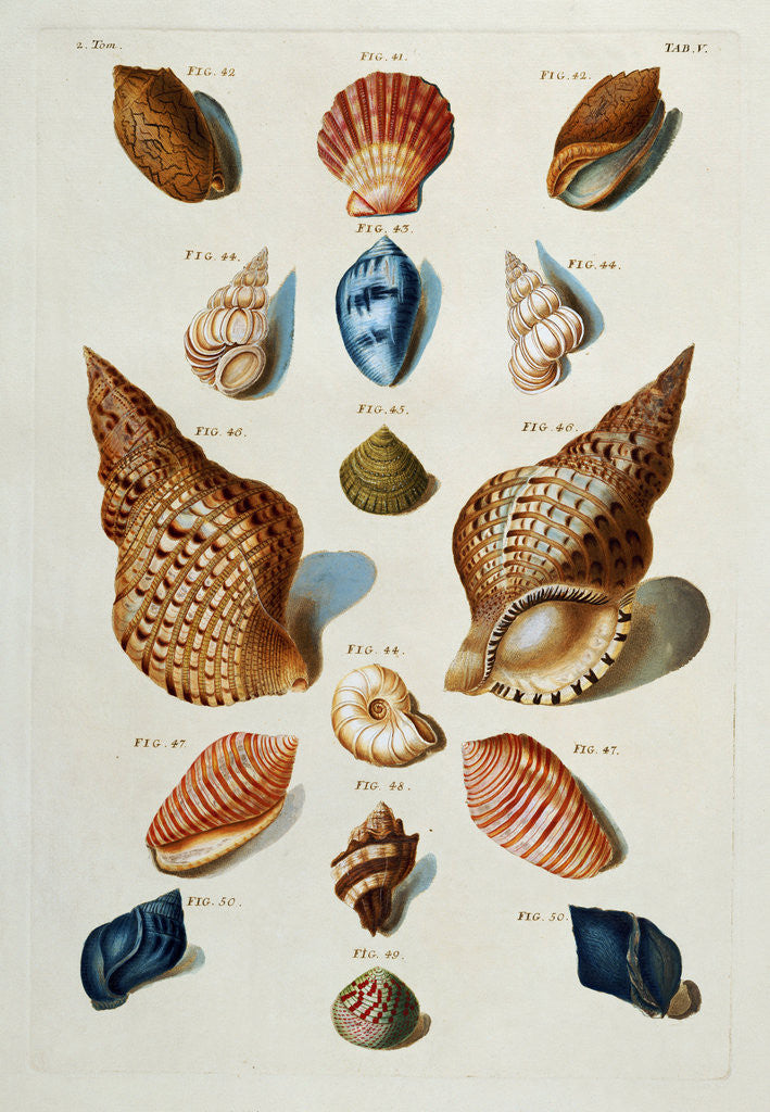 Detail of A selection of seashells by Franz Michael Regenfus