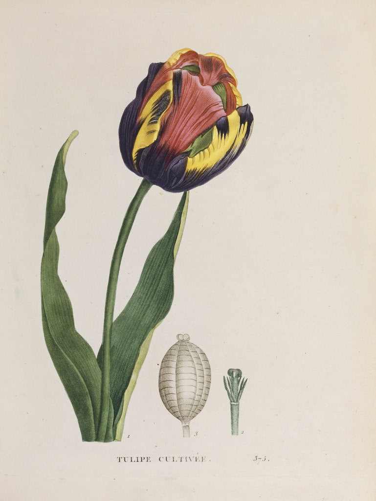 Detail of Tulip cultivee by Anonymous