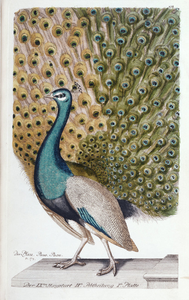 Detail of A Male Peacock in Full Display by Johann Leonhard Frisch