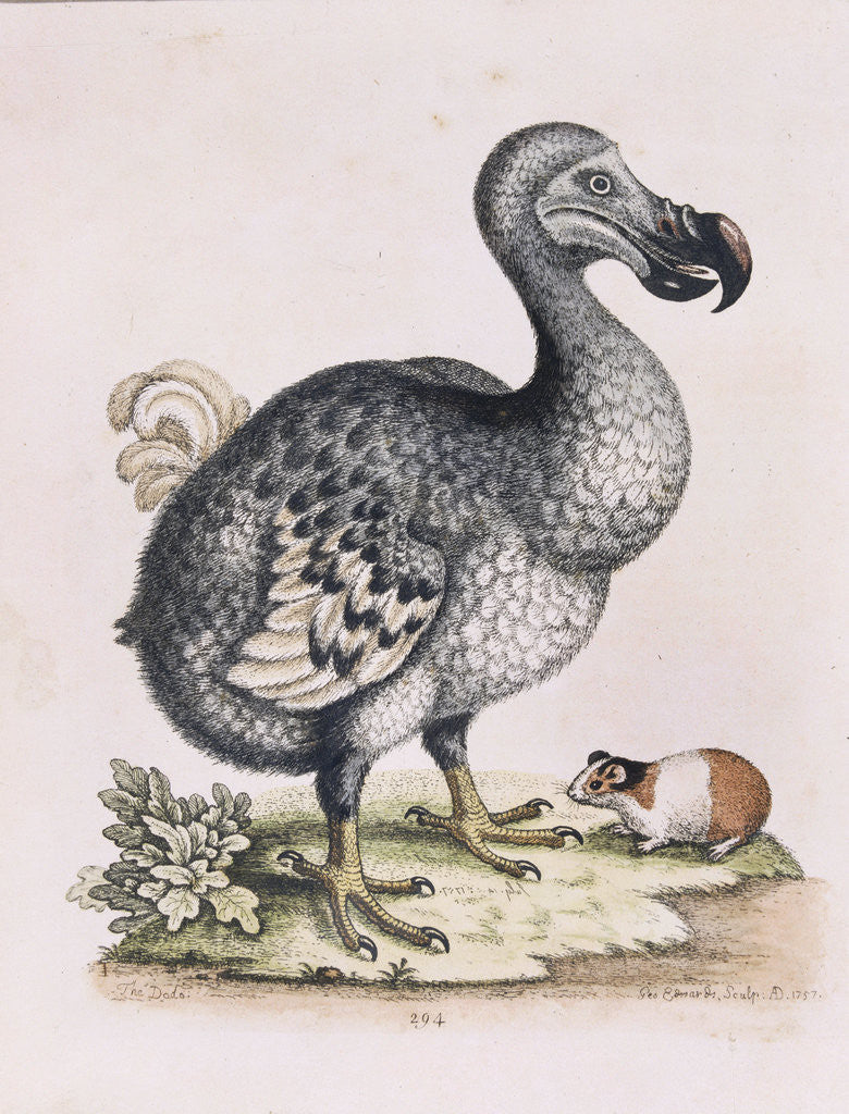 Detail of The Dodo by Anonymous