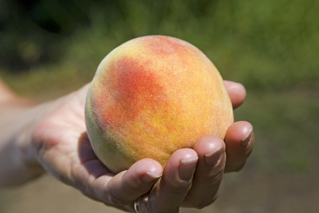 A large, freestone peach from the Kimberly Orchards in central Oregon by Corbis