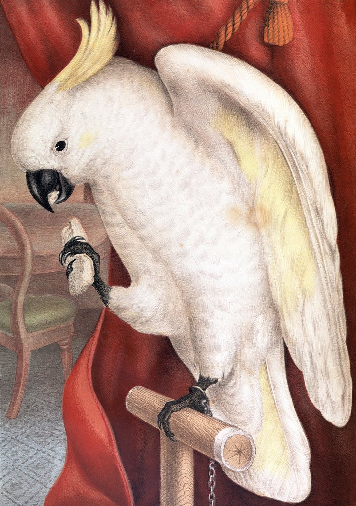 Detail of Great Sulphur-Crested Cockatoo by James Whitley Sayer