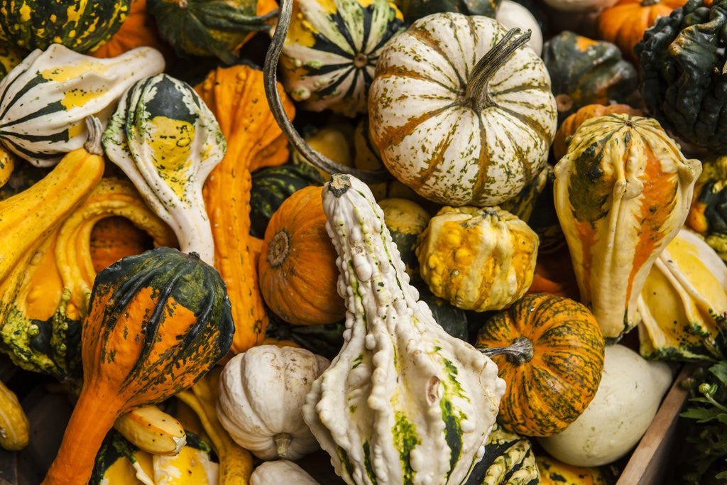 Detail of Pumpkins, gouds and winter squash for sale by Anonymous