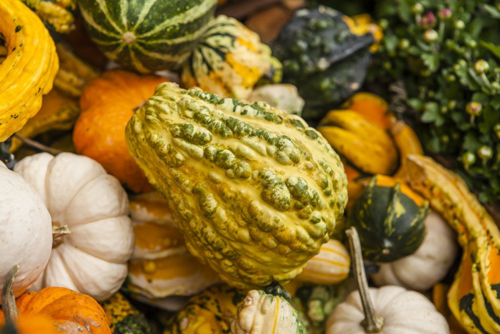 Detail of Pumpkins, gouds and winter squash for sale by Anonymous